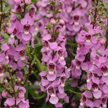 Angelonia angustifolia