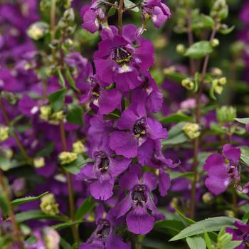 Angelonia angustifolia