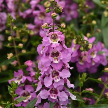 Angelonia angustifolia Serenita® 'Lavender' (284481)