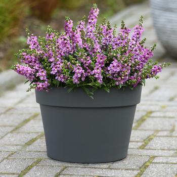 Angelonia angustifolia Serenita® 'Lavender' (284483)