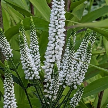 Veronica longifolia 'Alllady' PP23271