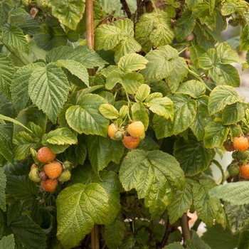 Rubus idaeus var. strigosus 'Fall Gold' 