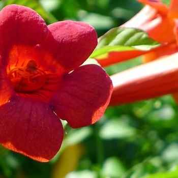 Campsis radicans 'Flamenco' 