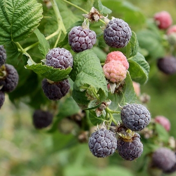 Rubus 'Glencoe' 