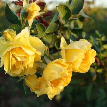 Rosa 'Good Day Sunshine' 