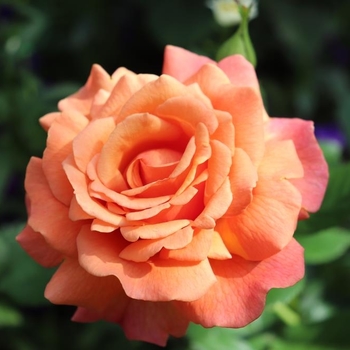 Rosa 'Pumpkin Patch™' PP21605