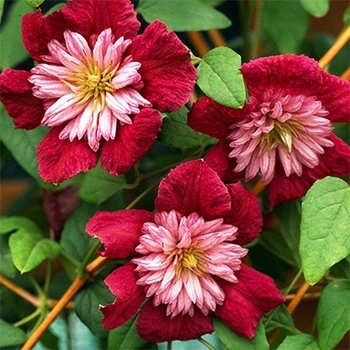 Clematis 'Evipo033' 