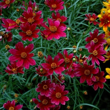 Coreopsis verticillata 'Main Street' 