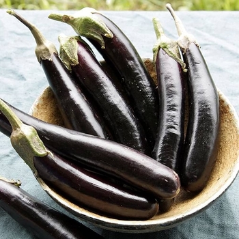 Solanum melongena 'Millionaire' 