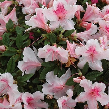 Rhododendron 'Robled' PP15862