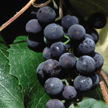 Vitis labrusca 'Concord Seedless' 