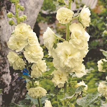 Alcea rosea 'Chater's Yellow' 