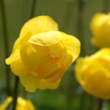 Trollius x cultorum 'Superbus' 