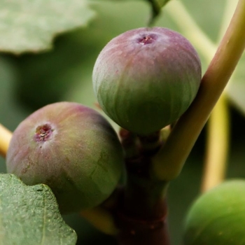 Ficus carica 'Olympian' 