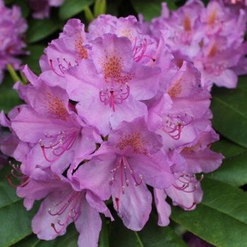 Rhododendron catawbiense