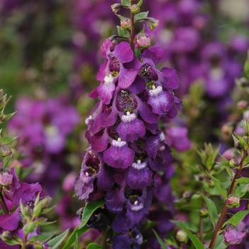 Angelonia angustifolia