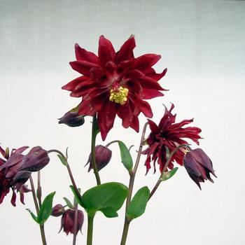 Aquilegia vulgaris 'Barlow Bordeaux' 