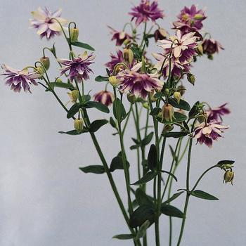 Aquilegia vulgaris 'Barlow Christa' 