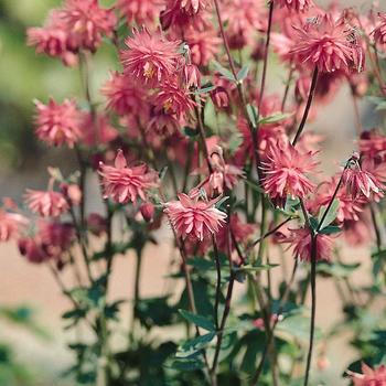 Aquilegia vulgaris 'Barlow Rose' (285504)