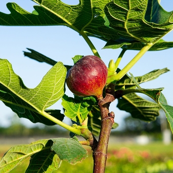 Ficus carica 'Chicago Hardy' 