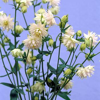 Aquilegia vulgaris 'Barlow White' 