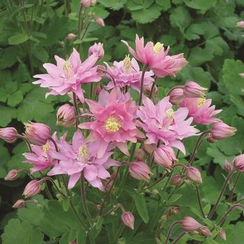 Aquilegia vulgaris