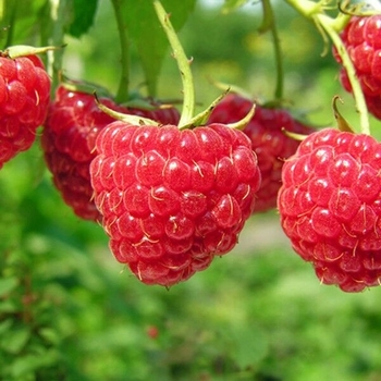 Rubus idaeus 'Caroline' 