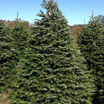 Abies bornmulleriana