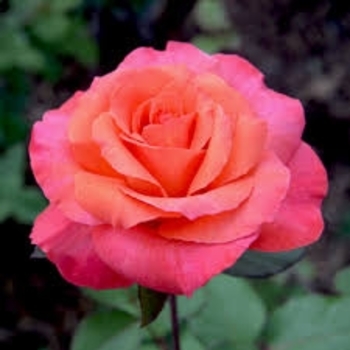 Rosa 'JACmcall' PPAF