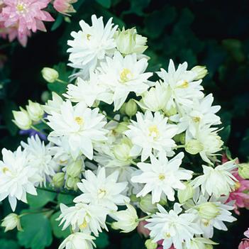 Aquilegia vulgaris