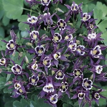 Aquilegia vulgaris 'Winky Purple & White' 