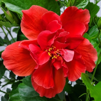 Hibiscus rosa-sinensis 'Double Red' 