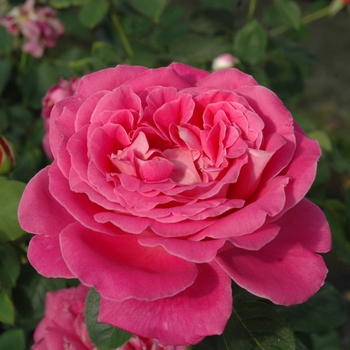 Rosa 'Pink Peace' 