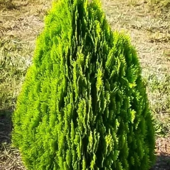 Thuja orientalis 'Aurea Nana' 