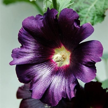 Alcea rosea 'Purple Rain' 