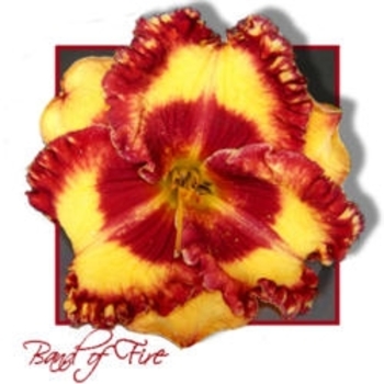 Hemerocallis 'Band of Fire' 