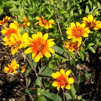 Heliopsis helianthoides v. scabra 'Burning Hearts' 