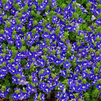 Veronica 'Tidal Pool' PP23341