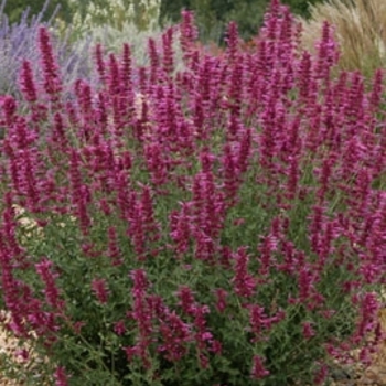 Agastache cana 'Sinning' PP13673