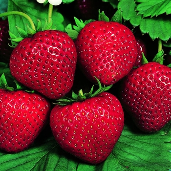 Fragaria x ananassa 'Delizz®' 