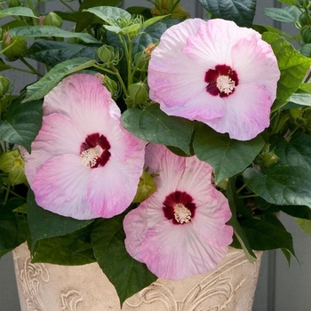 Hibiscus moscheutos 'Ambizu' 