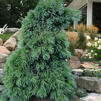 Pinus strobus 'Niagara Falls' 