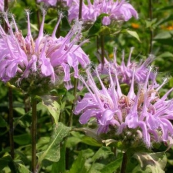 Monarda fistulosa