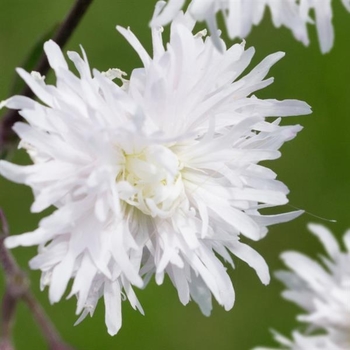 Lychnis flos-cuculi 'Petite Henri' 