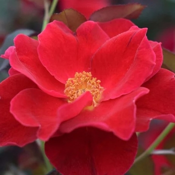 Rosa 'Miracle on the Hudson®:' 