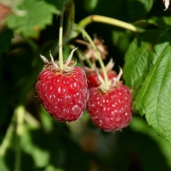 Rubus idaeus 'Canby Red' 