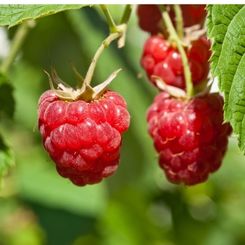 Rubus idaeus 'Encore' PP11746