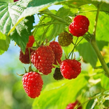 Rubus idaeus 'Nova' 