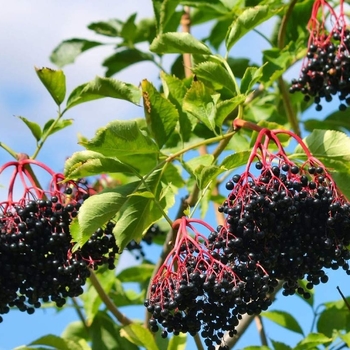 Sambucus canadensis 'Wyldewood' 