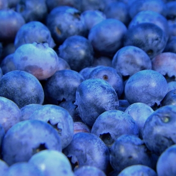 Vaccinium corymbosum 'Earliblue' 